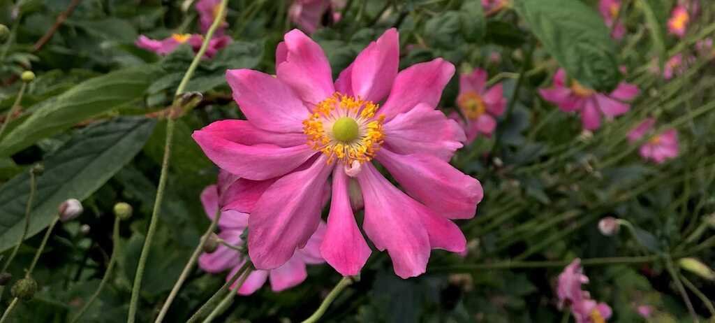 Garden Events In 2022 Welsh Slate Water Features